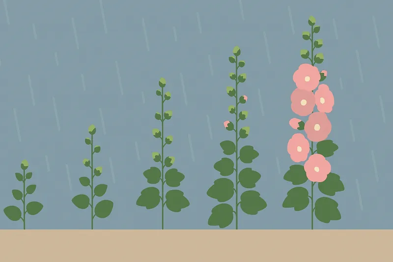 zatsugaku rainy season hollyhocks growing in the rain
