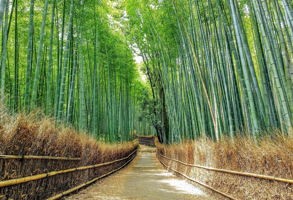 京都・嵯峨野の竹林