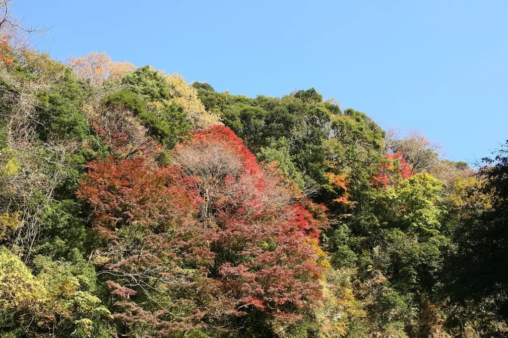 千葉県の養老渓谷の写真