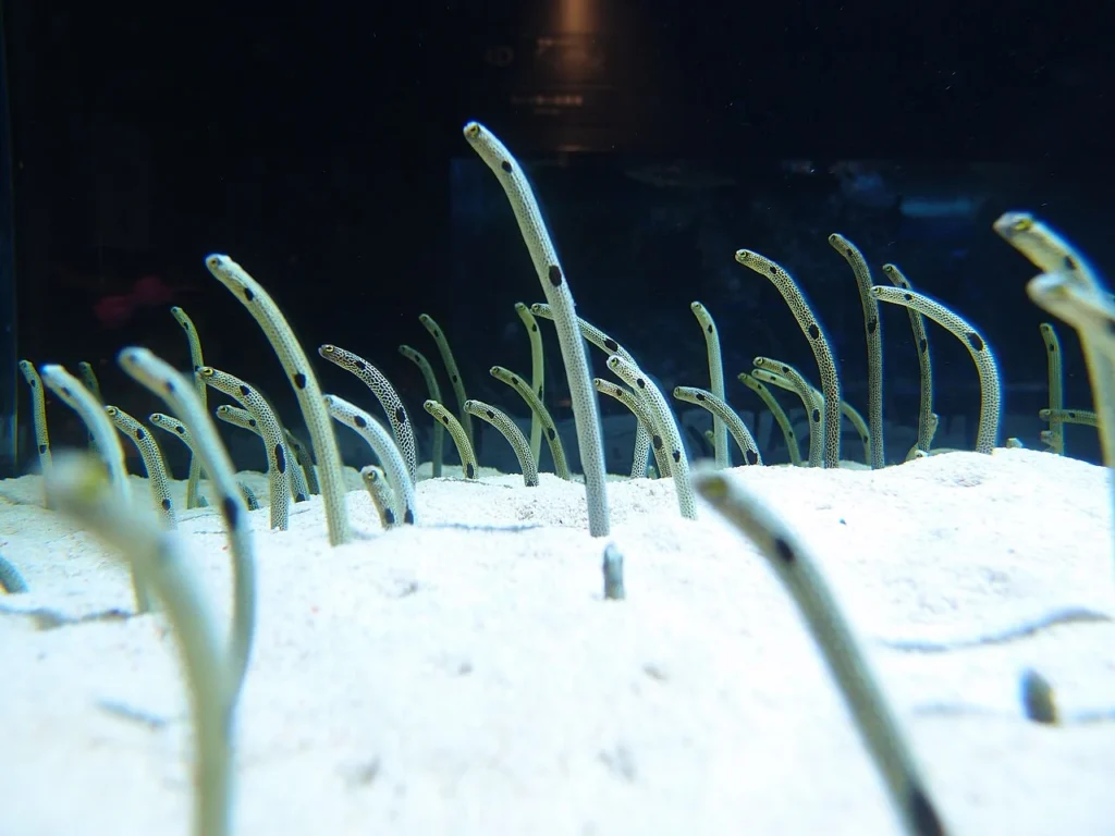 すみだ水族館で撮影された写真