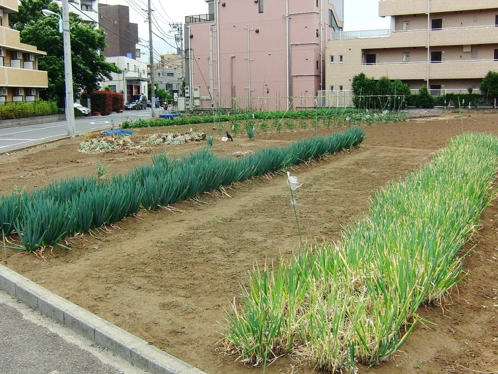 東京都練馬区羽沢にある畑の写真