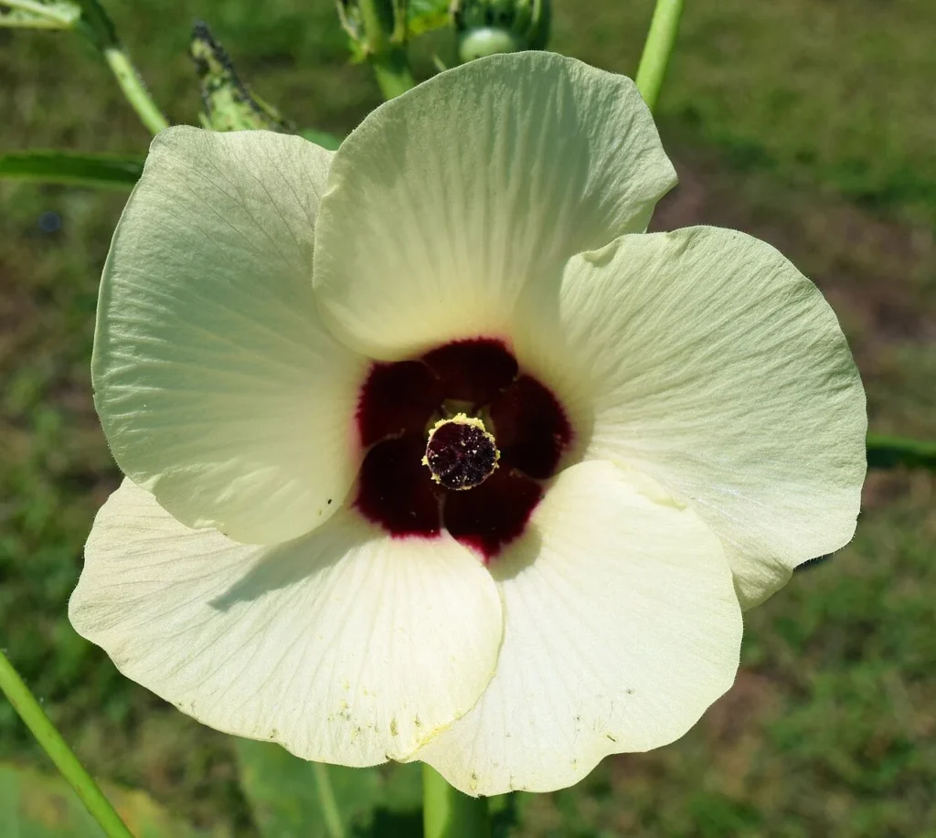 オクラの花の写真