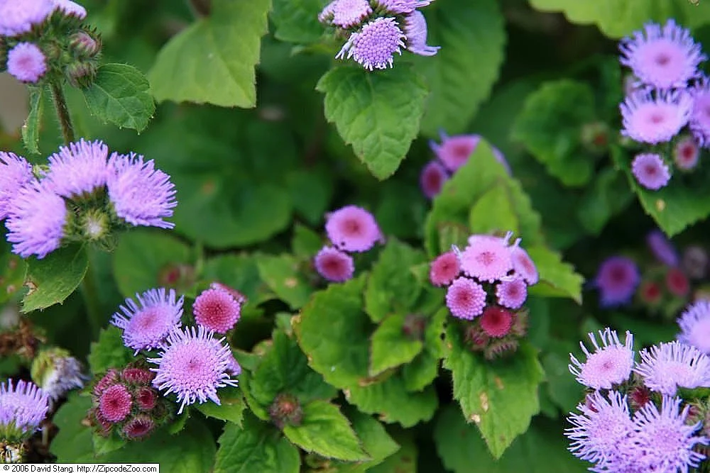 青紫色の花を咲かせるフロスフラワー