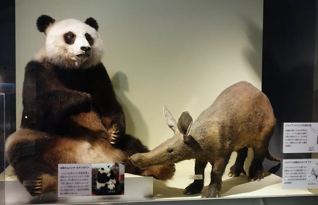 国立科学博物館に展示されたジャイアントパンダとツチブタの剥製