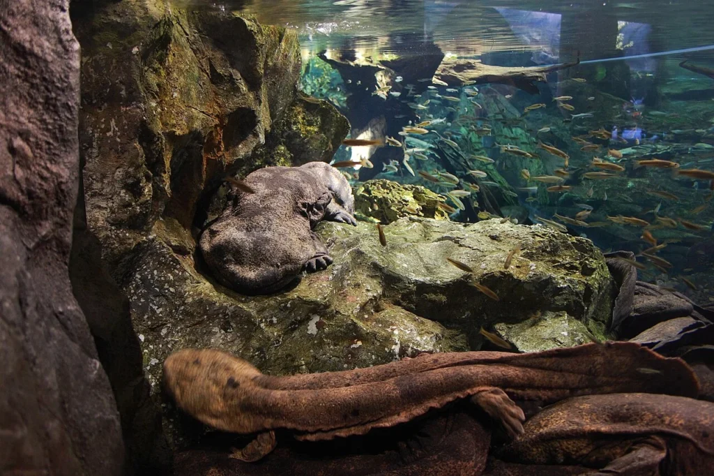 京都水族館のオオサンショウウオの写真