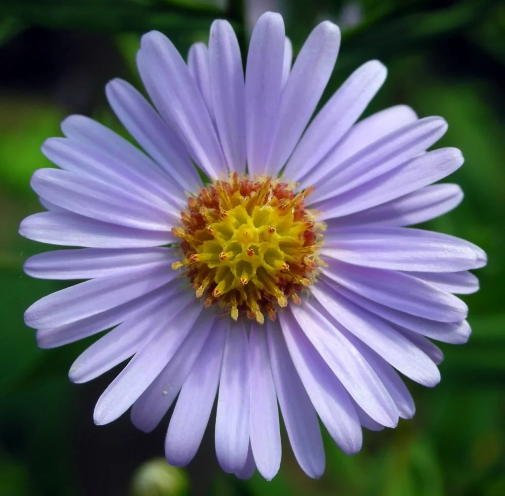 シオンの花の写真