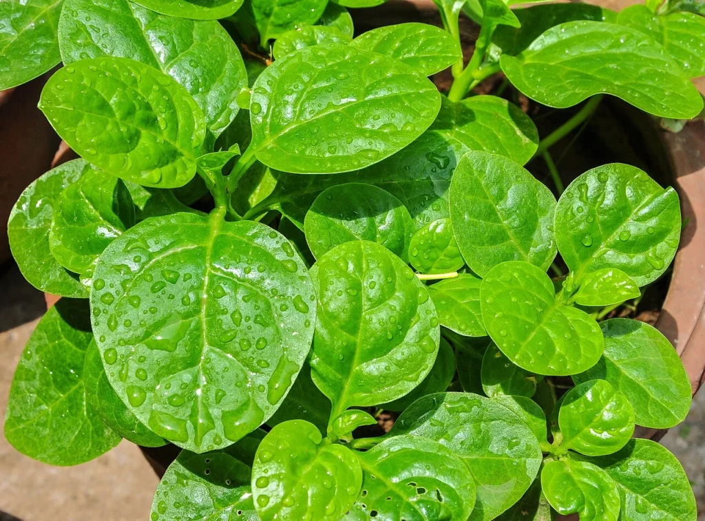 食用野菜として利用されるツルムラサキの葉