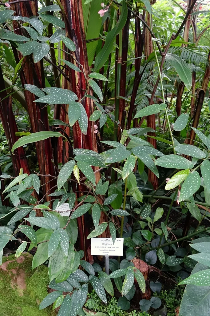 ドイツの植物園で撮影されたコダチベゴニアの仲間