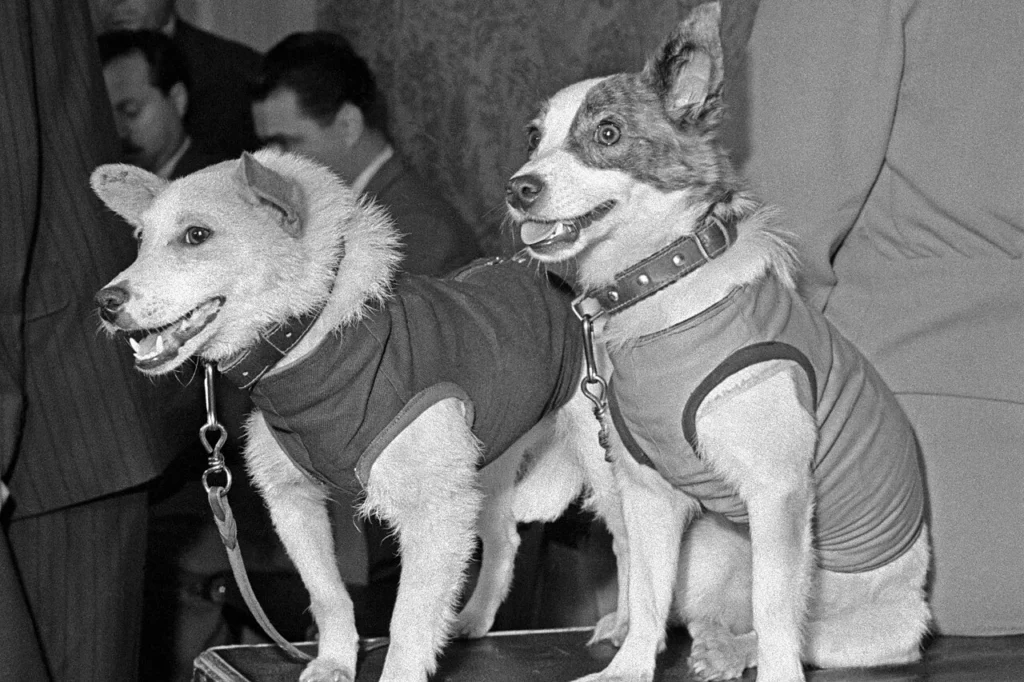 宇宙飛行から生還した犬のベルカとストレルカ
