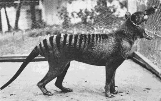 ホバートの動物園で撮影されたフクロオオカミの写真