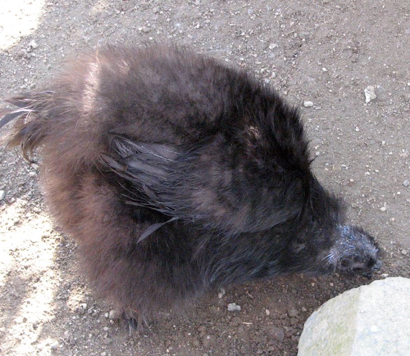 黒い羽毛を持つ烏骨鶏の写真