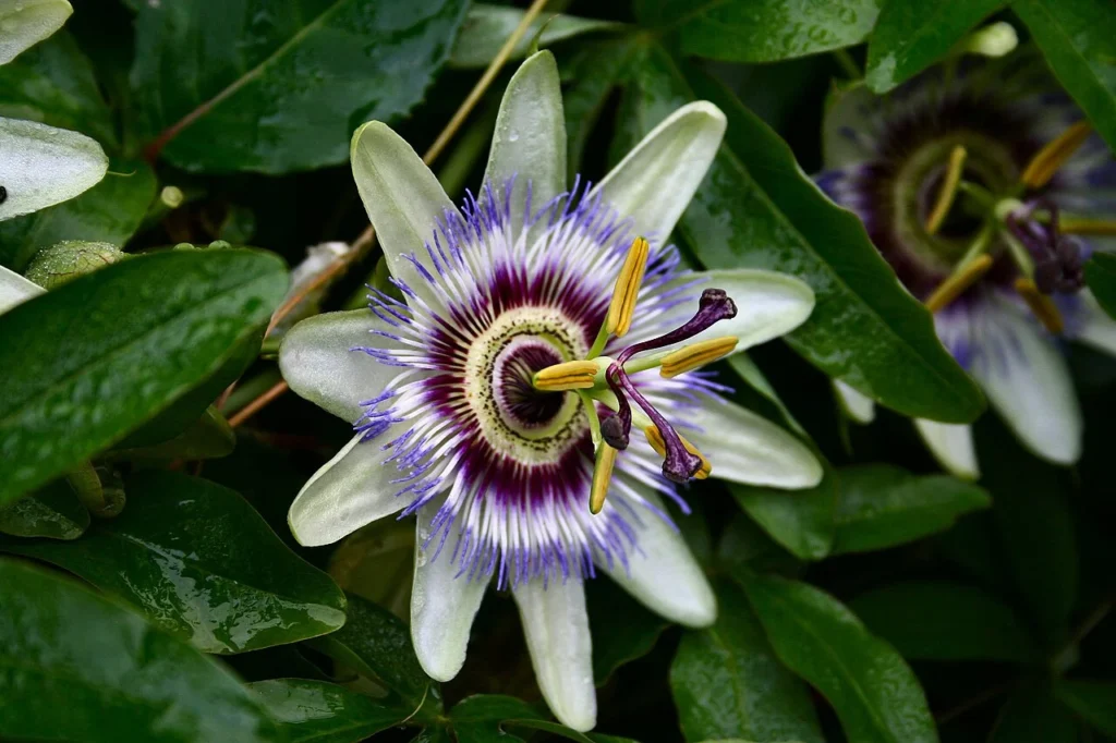 青紫色と白色の花を咲かせるパッションフラワー