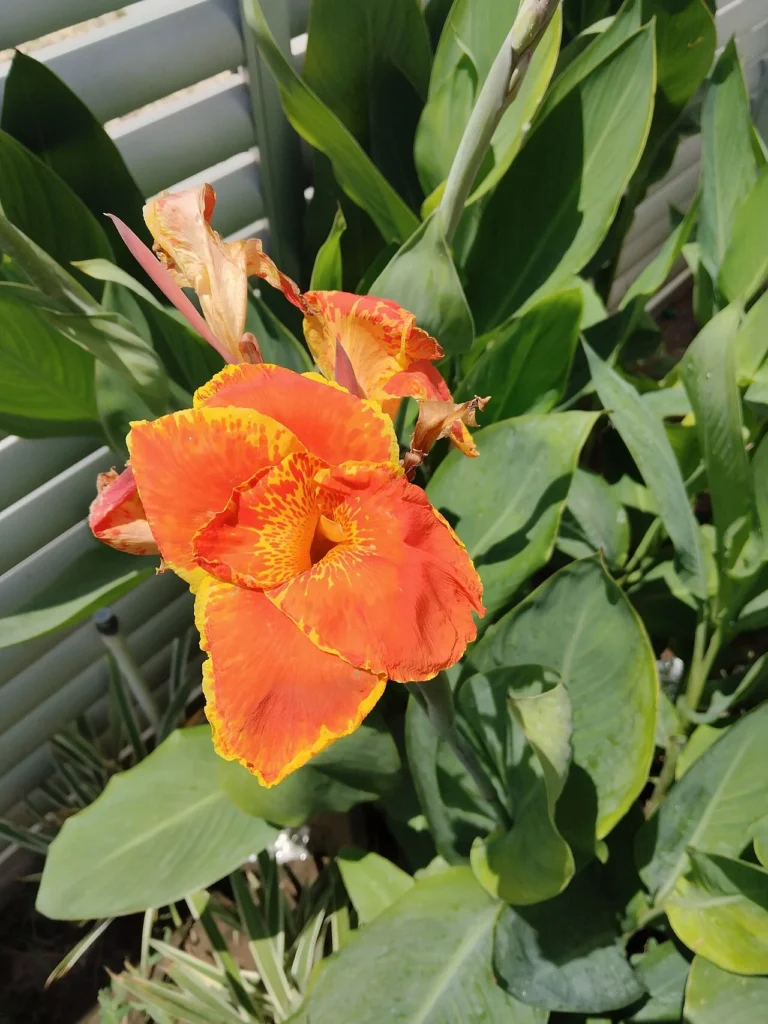 鮮やかな花を咲かせるカンナ