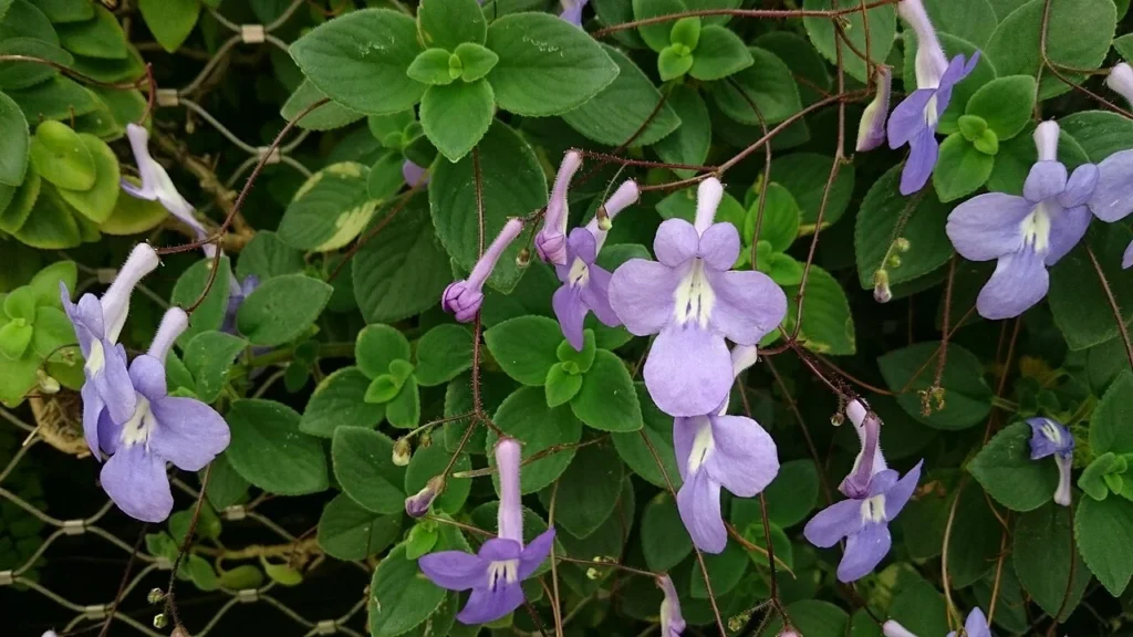 ケーププリムローズの花