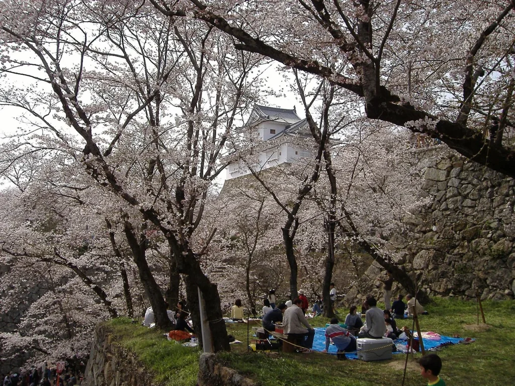 桜が咲く津山の鶴山公園で花見を楽しむ人々