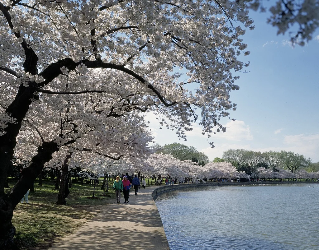 ワシントンD.C.のタイダルベイスンを彩る桜