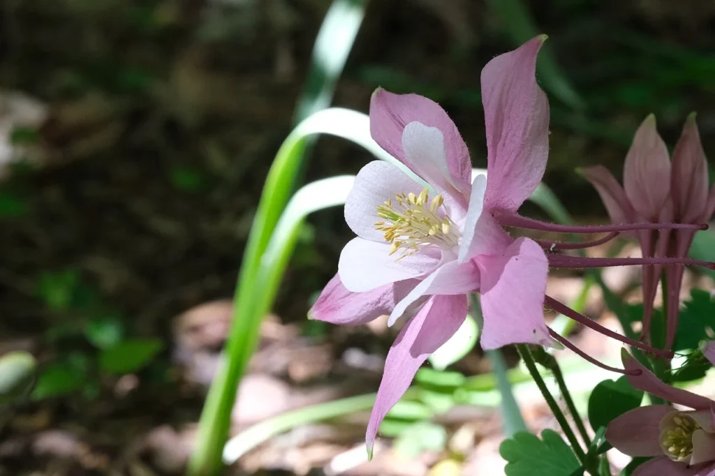 オダマキの花