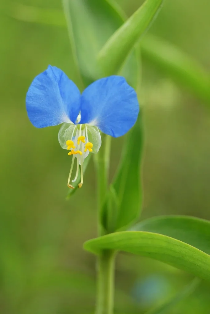 北海道美瑛町で撮影された青いツユクサの花