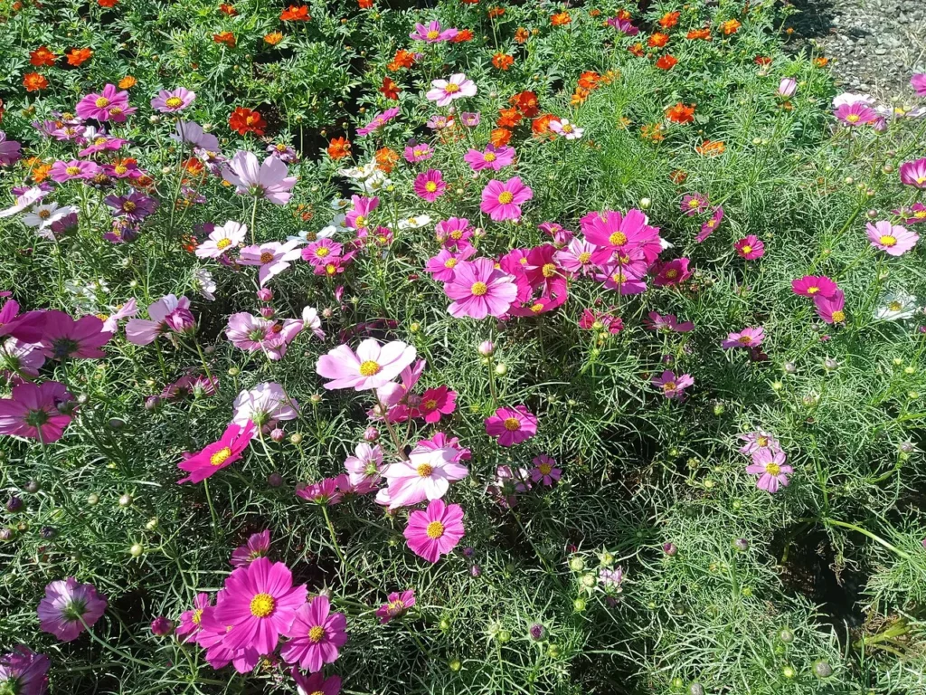 濃淡の異なる桃色のコスモスの花の写真