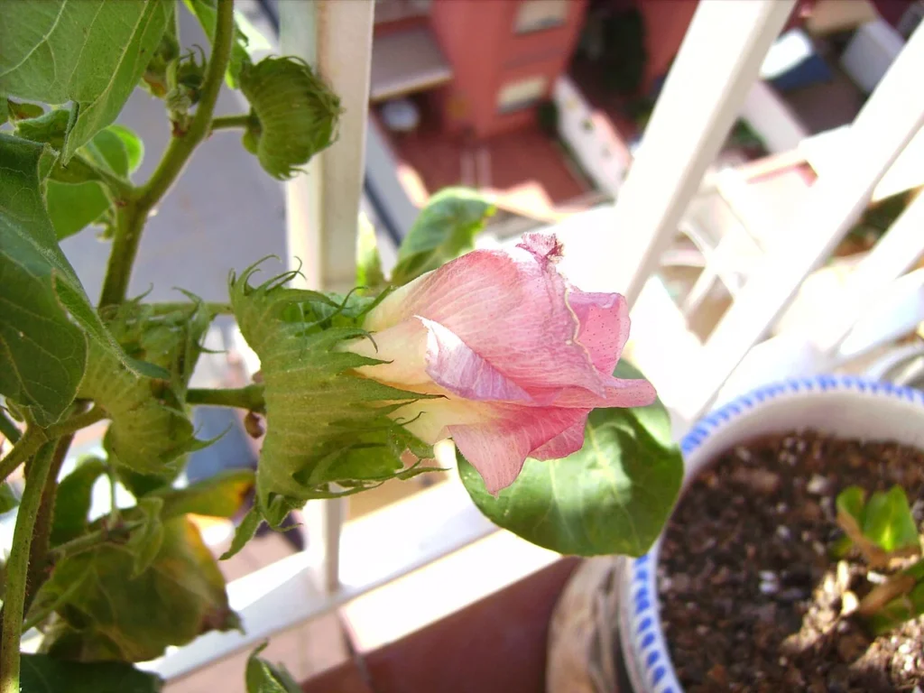 ワタの一種であるアプランド綿の花