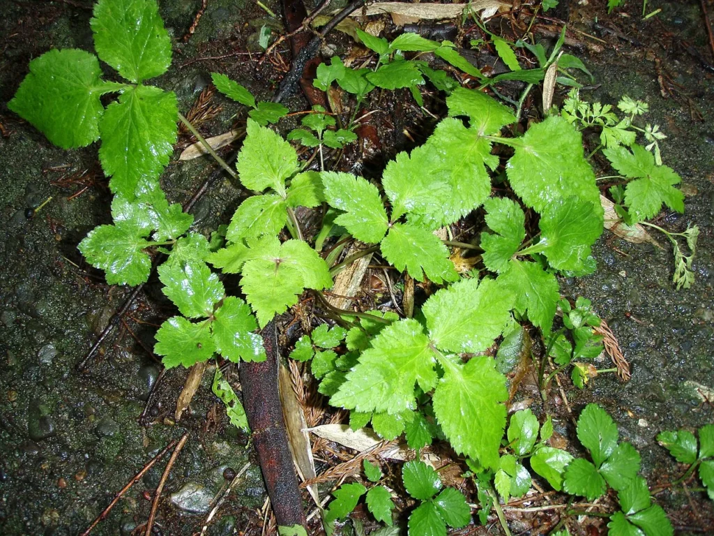 緑色の葉を広げる野生のミツバ