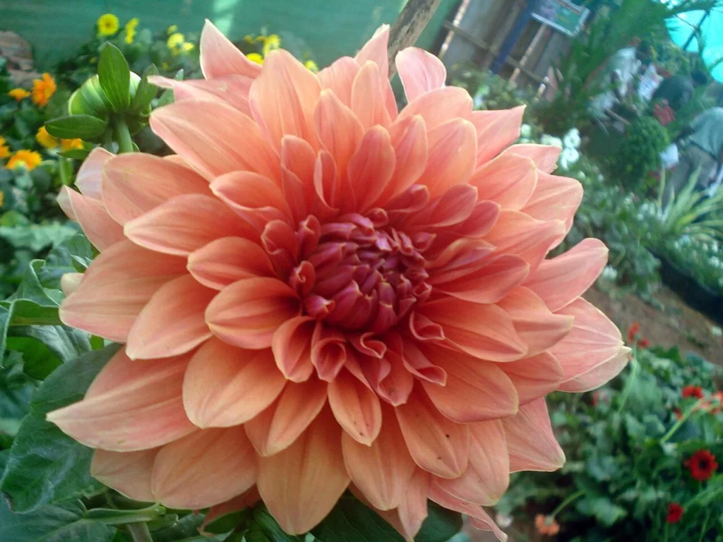 ダリアの花の写真
