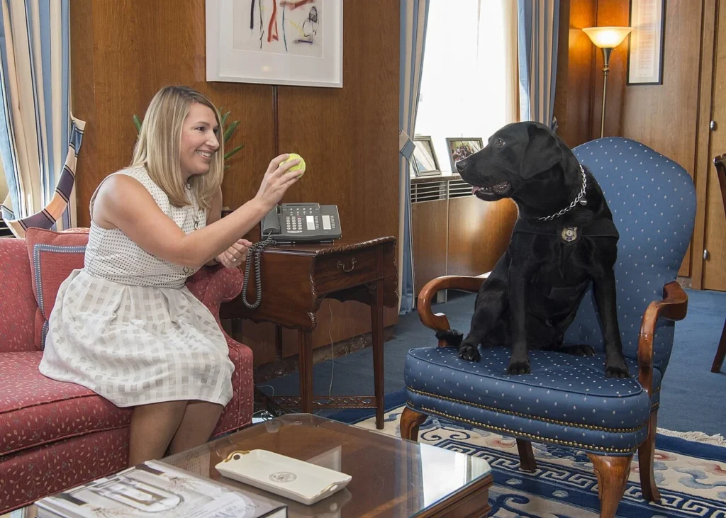 世界犬の日にワシントンで撮影された探知犬クーパーの写真