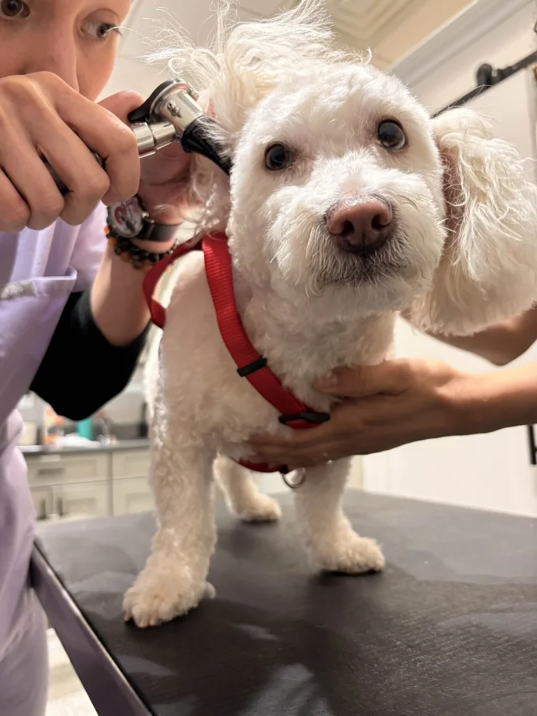 動物病院で白い犬の耳を診察する様子