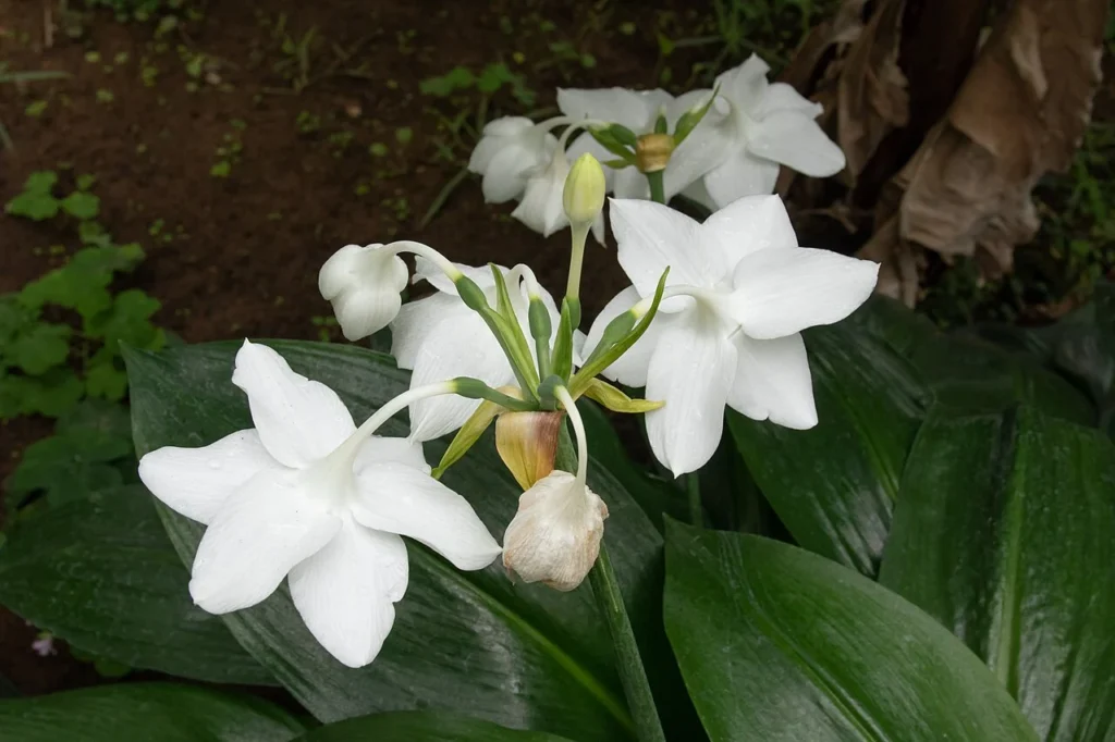筑波実験植物園で撮影されたユーチャリスの花