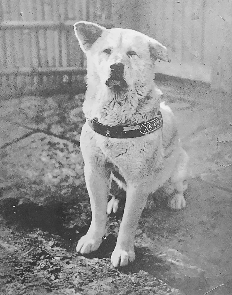 生前の忠犬ハチ公