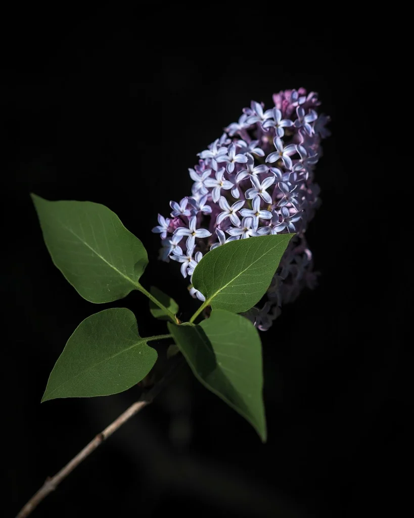 葉を添えて咲くライラックの花
