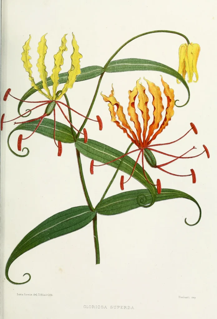 赤と黄色の花を咲かせるグロリオーサを描いた植物画