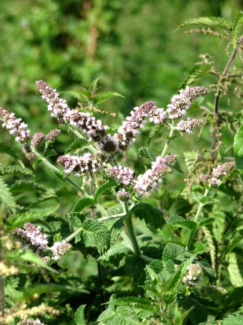 花を咲かせたスペアミントの写真