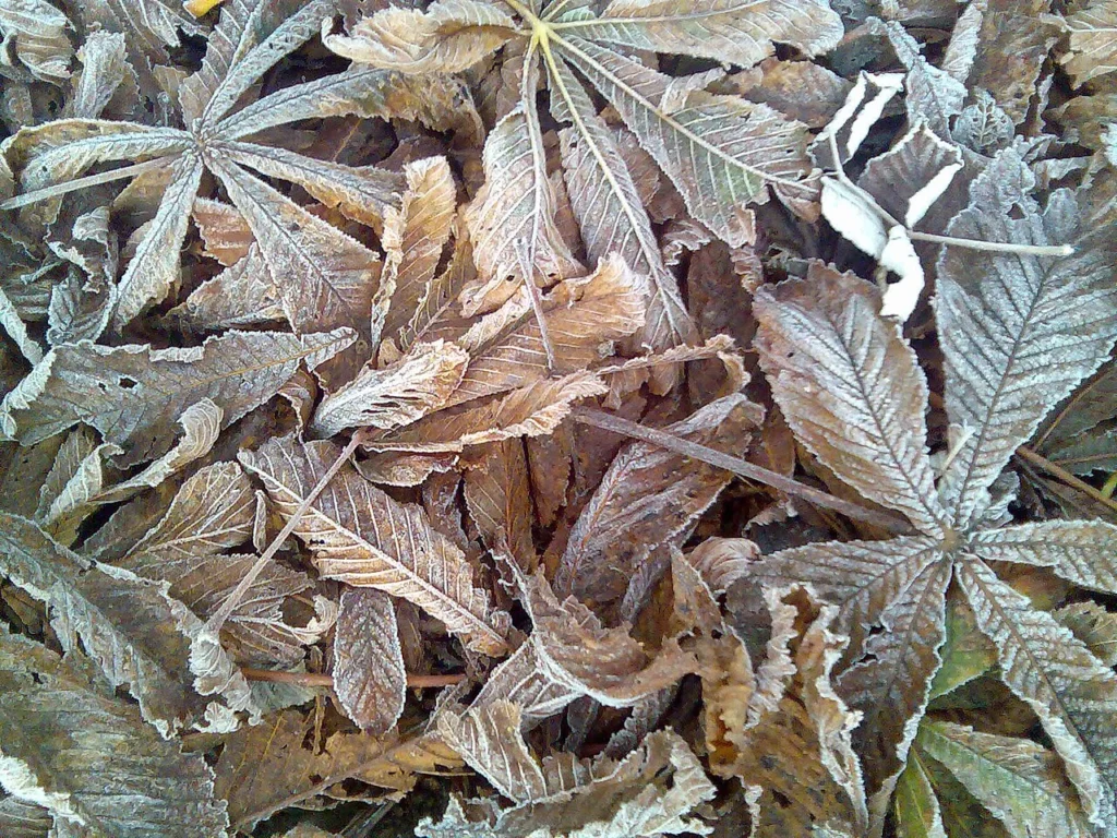 落ち葉に降りた秋の初霜の写真