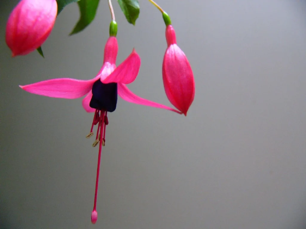 鮮やかな色のフクシアの花