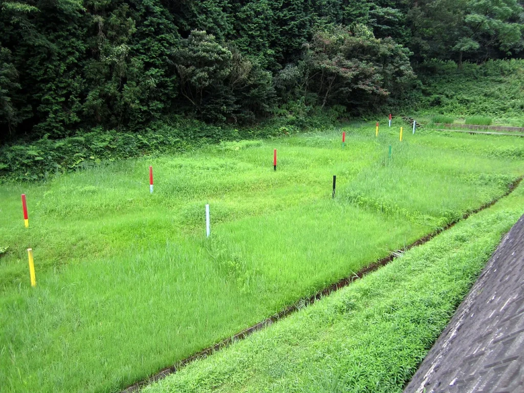 三河地震で地表にあらわれた深溝断層