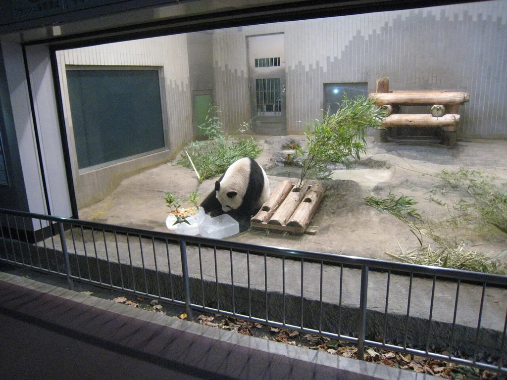 上野動物園のジャイアントパンダの写真