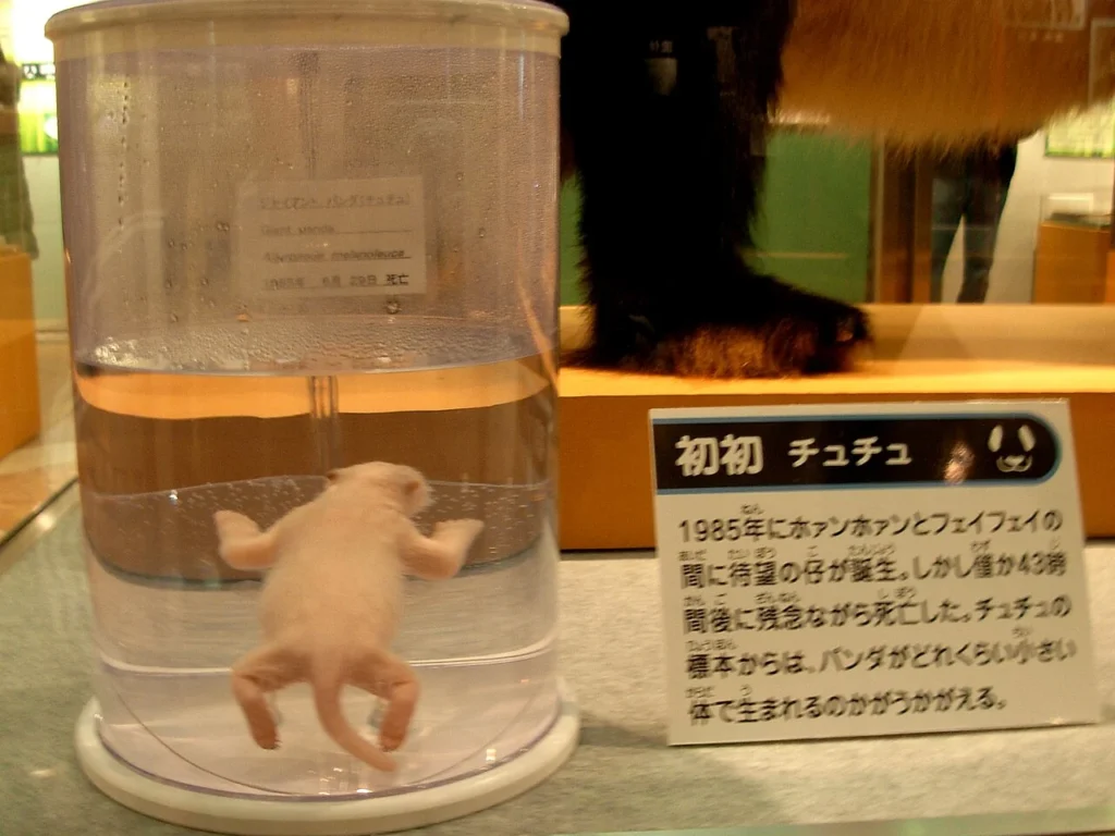上野動物園で生まれたジャイアントパンダ初初の液浸標本