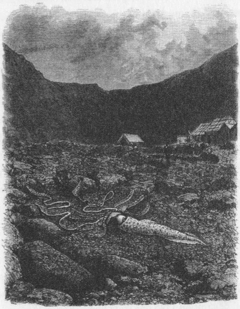 1875年に描かれたダイオウイカの博物画