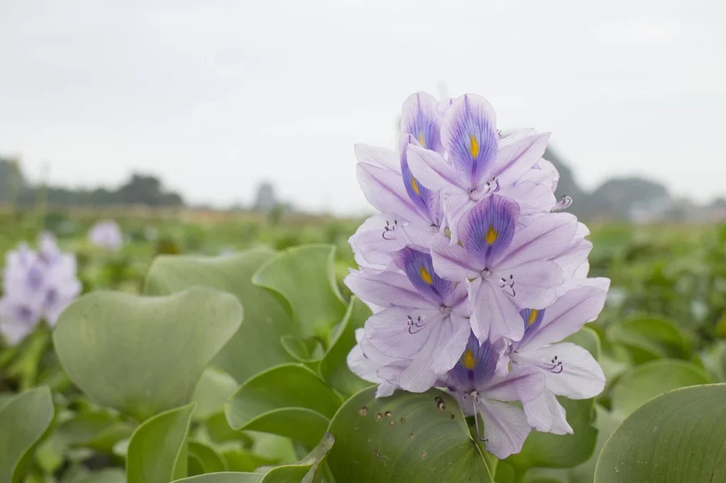 紫色のヒヤシンスの花