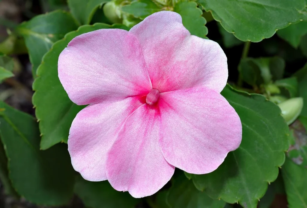 インパチェンスの花