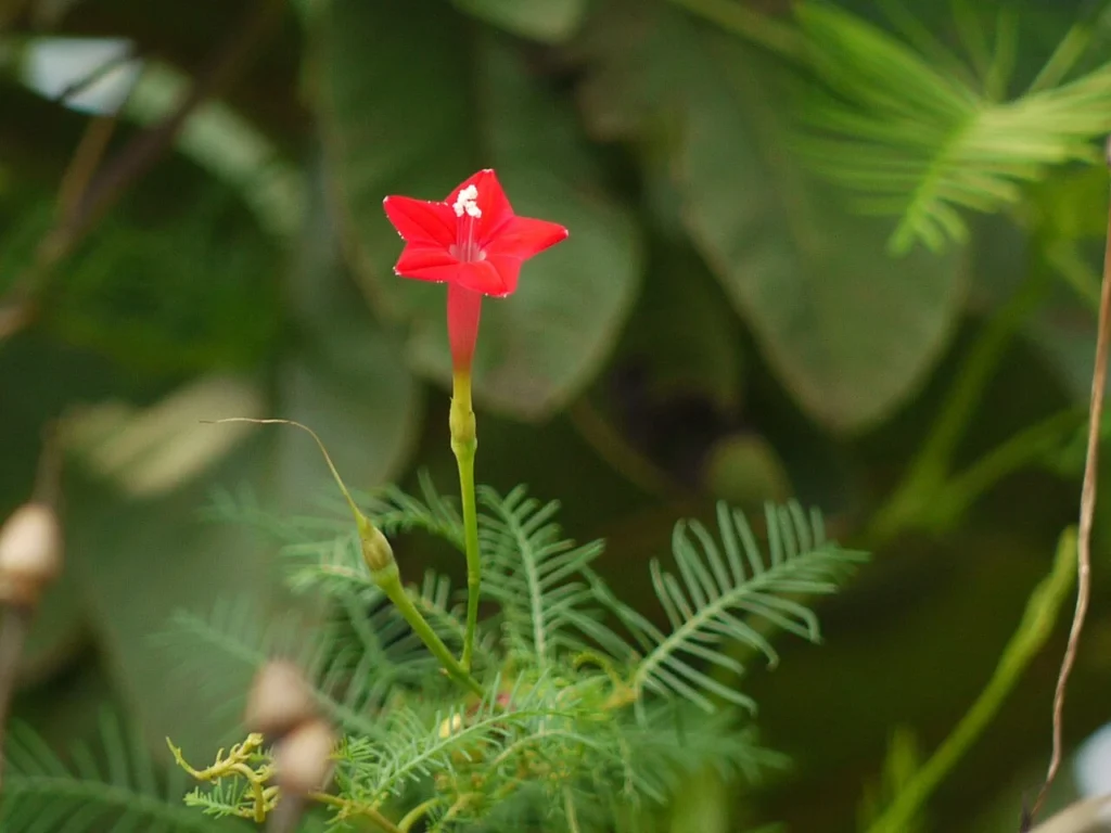 赤い星形の花を咲かせるルコウソウ