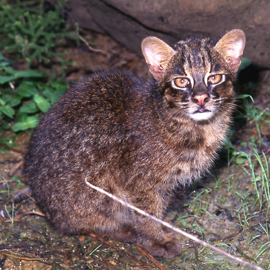西表島に生息するイリオモテヤマネコ