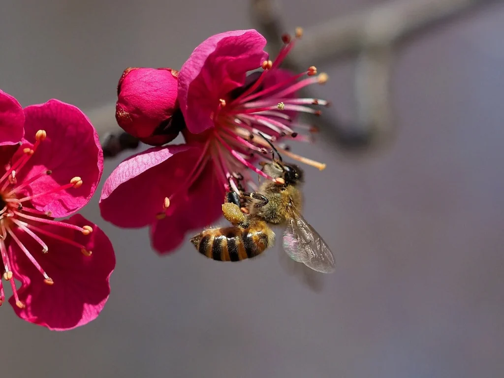 梅の花で蜜を集めるニホンミツバチ