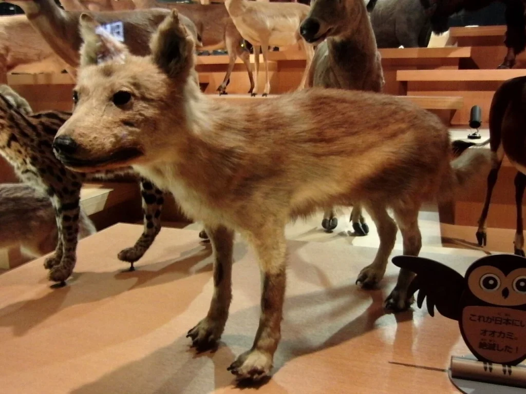 国立科学博物館で展示されているニホンオオカミの剥製