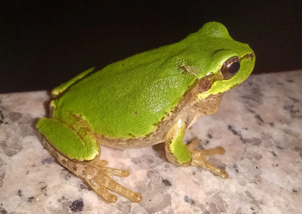 緑色のニホンアマガエル