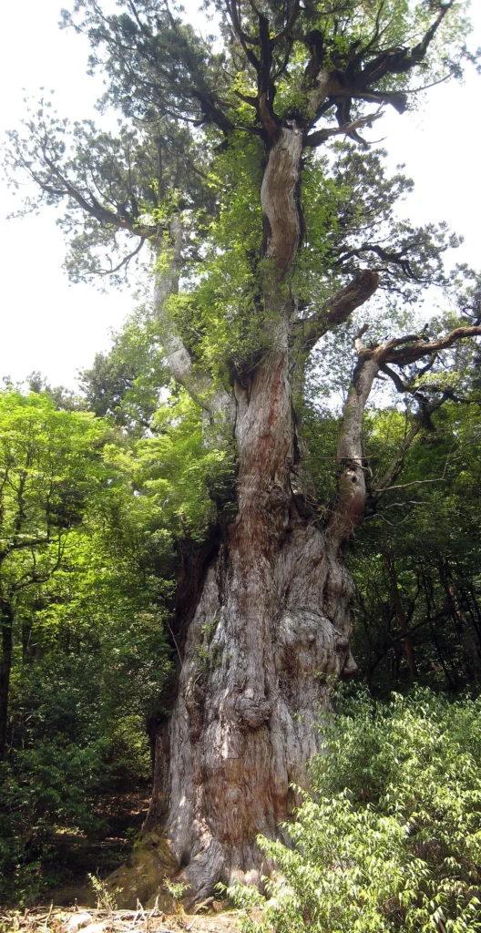 屋久島の原生林に立つ縄文杉