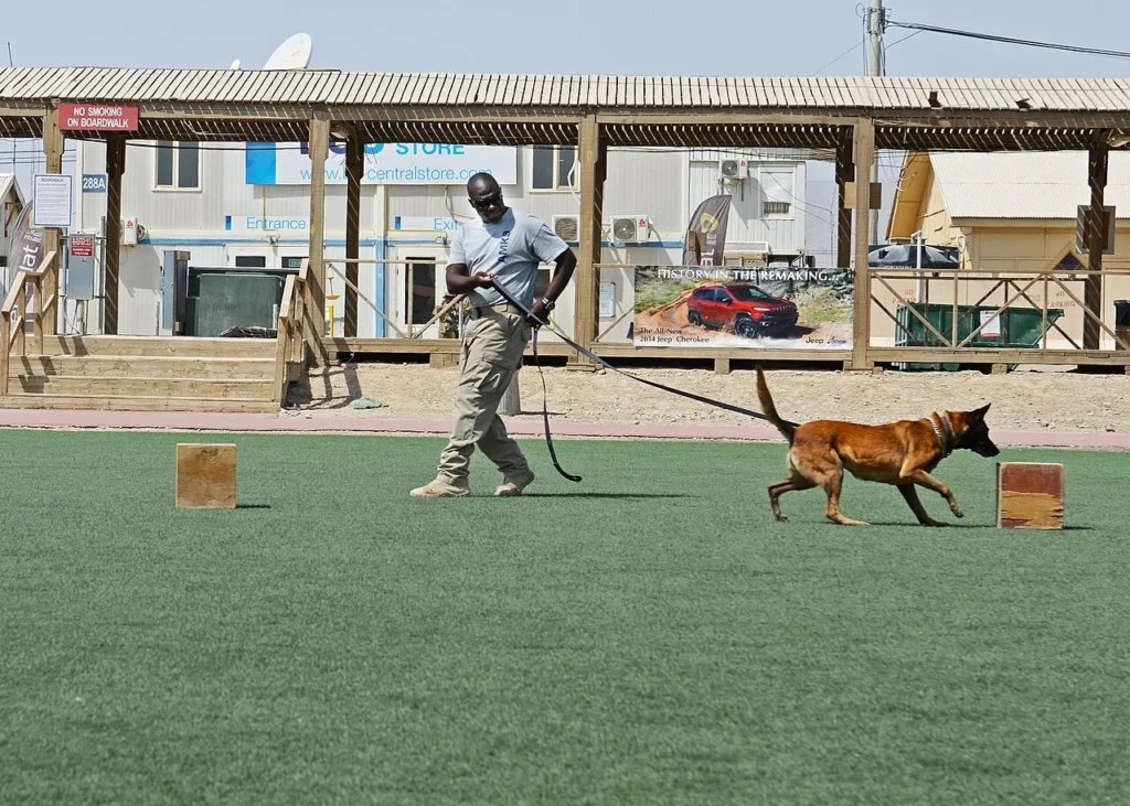 世界狂犬病デーの啓発行事で行われた作業犬のデモンストレーションの写真