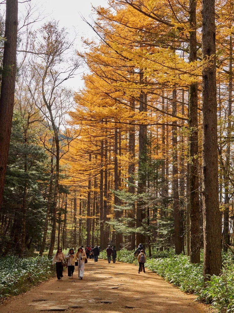 紅葉の林道を歩く人々(上高地)