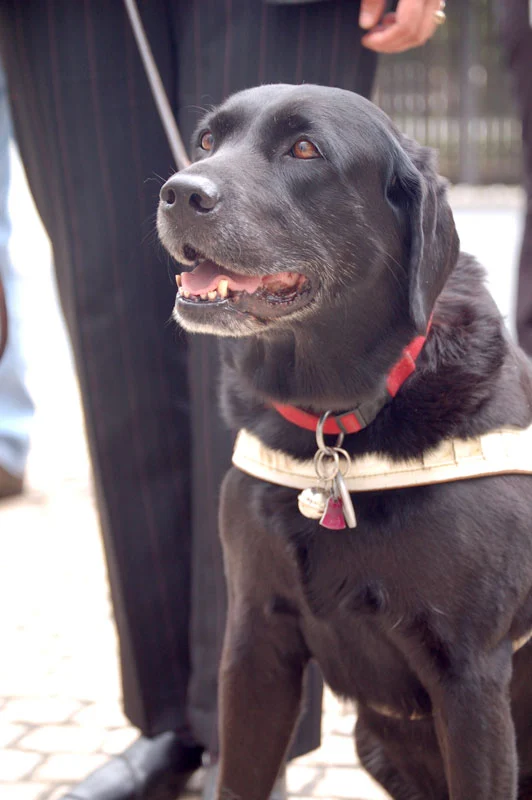 盲導犬として活動する黒いラブラドール・レトリーバー